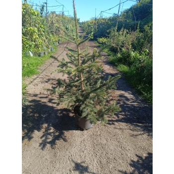 ŚWIERK SREBRNY CHOINKA DUŻA ROŚLINA DONICZKOWANE - sadzonki 140 / 180 cm